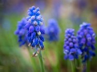 202204151057-bewerkt : Blauw druifje, Bollen en knollen, Muscari, Planten, Planten bloemen bomen