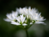 202204151067 : Allium, Allium ursinum, Bollen en knollen, Daslook, Planten, Planten bloemen bomen, Sierui