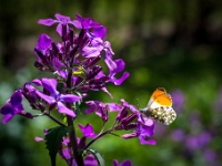 202204201191 : Dieren, Oranjetipje, Vlinders, Witjes