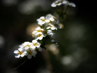 202204201200 : Planten, Planten bloemen bomen, Sneeuwspirea, Spierstruik, Spiraea, Spirea arguta, Struiken