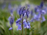 202204241240-bewerkt : Bollen en knollen, Boshyacinth, Hyacinth, Planten, Planten bloemen bomen