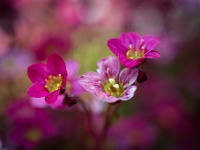 202204241252 : Planten, Planten bloemen bomen, Roosjessteenbreek, Saxifraga, Saxifraga rosacea, Steenbreek, Vaste planten