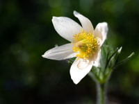 202204241254 : Planten, Planten bloemen bomen, Pulsatilla vulgaris, Wildemanskruid