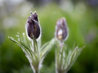 202204241261-bewerkt : Planten, Planten bloemen bomen, Pulsatilla vulgaris, Wildemanskruid