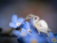 202204271267 : Dieren, Insecten, Krabspin, Planten, Planten bloemen bomen, Spinnen, Vaste planten