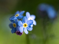 202204281283 : Eenjarige planten, Planten, Planten bloemen bomen