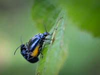 202204281299 : Dieren, Elzenhaantje, Insecten, Kevers