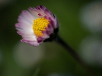 202204281326 : Bellis perennis, Madeliefje, Planten, Planten bloemen bomen, Vaste planten