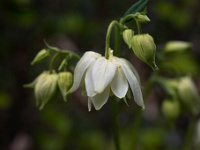 202205051726 : Akelei, Aqiulegia, Planten, Planten bloemen bomen