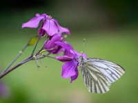 202205051728-2 : Dieren, Judaspening, Klein geaderd witje, Lunaria, Planten, Planten bloemen bomen, Vlinders, Witjes