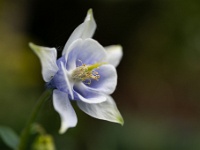 202205051729 : Akelei, Aqiulegia, Planten, Planten bloemen bomen