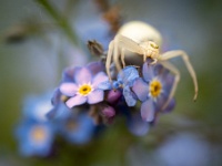 202205051738-2 : Dieren, Insecten, Krabspin, Myosotis, Planten, Planten bloemen bomen, Spinnen, vergeet-me-nietje