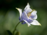 202205061743-2 : Akelei, Aqiulegia, Planten, Planten bloemen bomen, Vaste planten