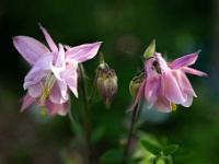 202205061744 : Akelei, Aqiulegia, Planten, Planten bloemen bomen, Vaste planten