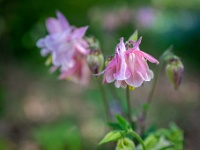 202205061745-bewerkt : Akelei, Aqiulegia, Planten, Planten bloemen bomen, Vaste planten