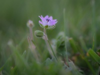 202205061764 : Ereprijs, Planten, Planten bloemen bomen, Tijmereprijs, Vaste planten, Veronica, Veronica serpyllifolia