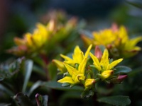 202205061768-2 : Planten, Planten bloemen bomen, Sedum, Sedum kamschaticum, Vaste planten, Vetkruid