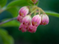 202205061778 : Enkianthus, Planten, Planten bloemen bomen, Pronkklokje of Japanse klokjesstruik, Struiken