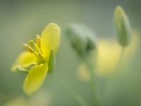 202205081812-2 : Groenten, Planten, Planten bloemen bomen, Rucola