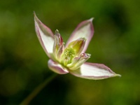 202205081865 : Clematis, Klimmers, Planten, Planten bloemen bomen