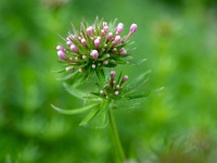 202205121913-bewerkt : Perzisch kruisjesmunt, Phuopsis stylosa, Planten, Planten bloemen bomen, Vaste planten