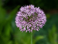 202205121918 : Allium, Bollen en knollen, Planten, Planten bloemen bomen, Sierui