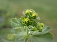 202205121939-2 : Alchemilla mollis, Planten, Planten bloemen bomen, Vaste planten, Vrouwenmantel