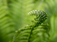 202205161999-2 : Planten, Planten bloemen bomen