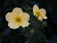 202205162013-2 : Ganzerik, Planten, Planten bloemen bomen, Potentilla, Struiken