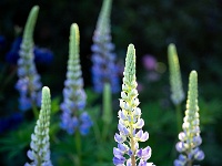 202205162046-2 : Lupine, Lupinus, Planten, Planten bloemen bomen, Vaste planten