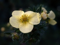 202205162051 : Ganzerik, Planten, Planten bloemen bomen, Potentilla, Struiken