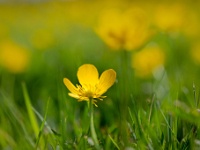 202205172057-bewerkt : Boterbloem, Planten, Planten bloemen bomen, Ranunculus, Vaste planten