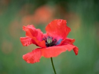 20220611-0002-bewerkt : Eenjarige planten, Papaver, Planten, Planten bloemen bomen