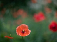 20220611-0003 : Eenjarige planten, Papaver, Planten, Planten bloemen bomen