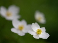 20220611-0005 : Anemone, Anemoon, Planten, Planten bloemen bomen, Vaste planten