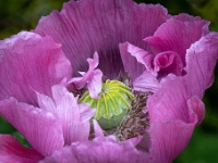 20220611-0006 : Eenjarige planten, Papaver, Papaver somniferum, Planten, Planten bloemen bomen