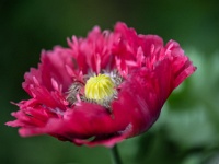 20220611-0007 : Eenjarige planten, Papaver, Papaver somniferum, Planten, Planten bloemen bomen