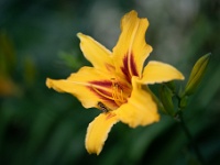 20220611-0008 : Daglelie, Hemerocallis, Planten, Planten bloemen bomen, Vaste planten