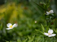 20220612-0006-bewerkt : Anemone, Anemoon, Planten, Planten bloemen bomen, Vaste planten