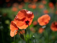 20220612-0013 : Eenjarige planten, Papaver, Planten, Planten bloemen bomen