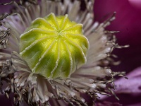 20220614-0001 : Papaver, Planten, Planten bloemen bomen, Vaste planten