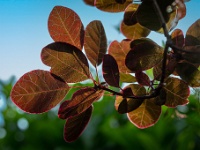 20220616-0001-bewerkt-2 : Bomen, Cotinus, Planten, Planten bloemen bomen, Pruikenboom