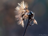 20200126 0030 : Immenhof, Planten