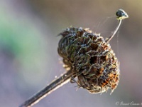 20200126 0036 : Immenhof, Phlomis, Planten