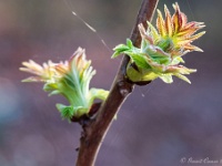 20200126 0041 : Immenhof, Planten