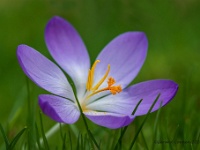 20200208 0031  Crocus : Crocus