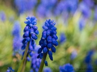 20200331 0022  Blauwe druifjes : Muscari