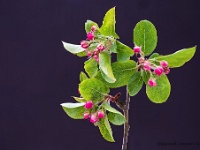 20200406 31 focus  Appelbloesem : Mijn planten, Prunus