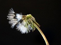 20200412 158 focus  Paardenbloempluis : Taraxacum