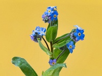 20200413 150 1 focus  Vergeet-me-nietje : Myosotis